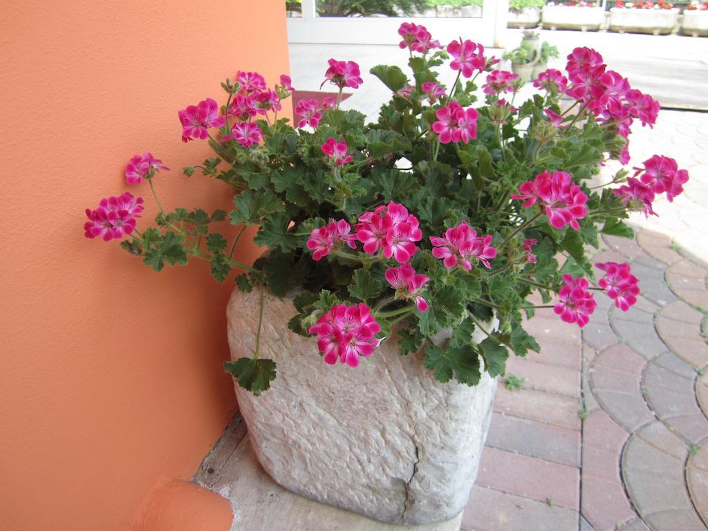 Albergo Villa Mimosa 토르볼레 외부 사진